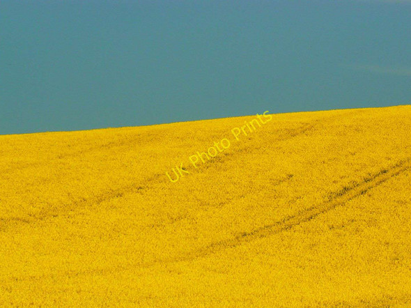 Photo 6"x4" Oilseed rape near Shipley Bottom, Wiltshire Upper Upham c2011