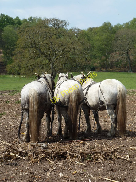Photo 6"x4" Harbridge Heavy Horse Event 2011 Lower Turmer c2011