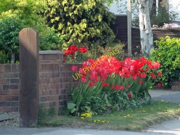 Photo 6"x4" Floral display on Carr Lane Stillington\/SE5867 c2011