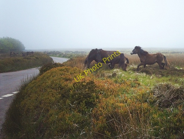 Photo 6"x4" Exmoor ponies at Porlock Post Codsend c2007