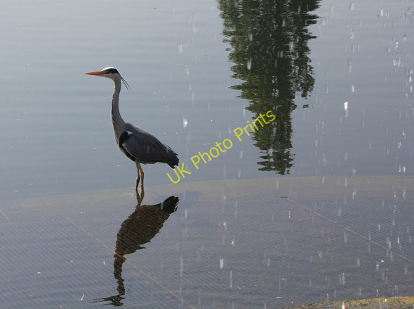 Photo 6"x4" Heron in Kensington Gardens Paddington\/TQ2681 c2011