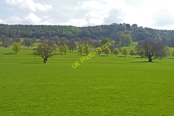 Photo 6"x4" Chatsworth Park Dunsa c2011