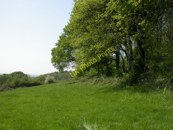 Photo 6"x4" Duncliffe, woodland margin Stour Row c2011