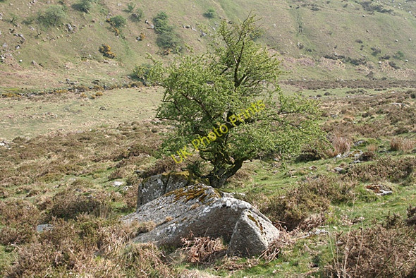 Photo 6"x4" Mary Tavy: tree and rock outcrop Horndon c2011