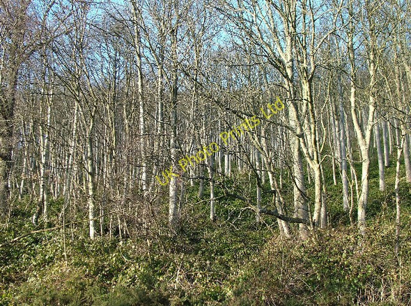 Photo 6"x4" Birch Forest Peebles\/NT2540 c2005