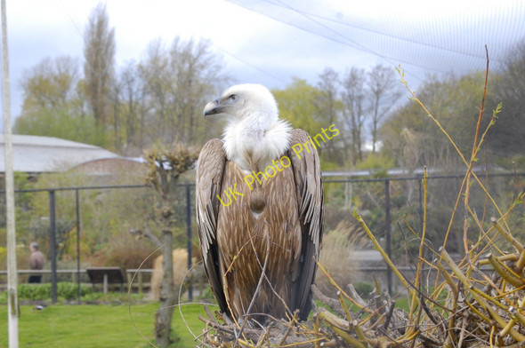 Photo 6"x4" Griffon vulture, Chester Zoo Moston\/SJ4070 c2011