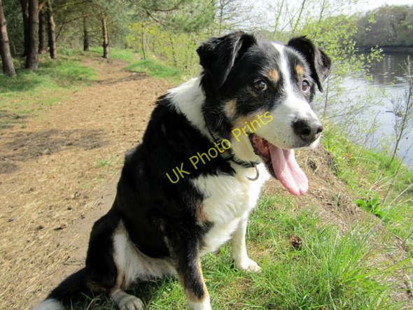 Photo 6"x4" George by the River Tyne Ryton\/NZ1564 c2011