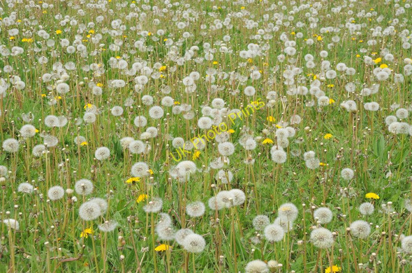 Photo 6"x4" Dandelions gone to seed Ab Lench c2011