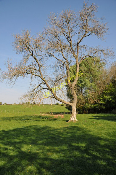 Photo 6"x4" Tree beside the Wysis Way Thames Head c2011