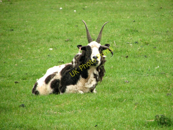 Photo 6"x4" Jacob sheep in Halvergate Marshes Halvergate c2011