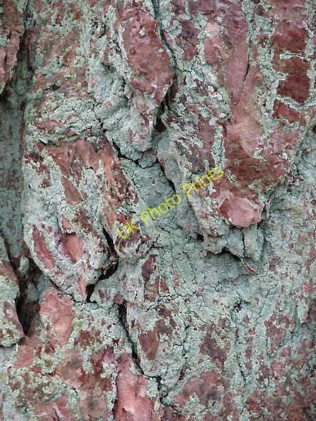 Photo 6"x4" Lichen-covered conifer bark Little London\/TG1823 c2008