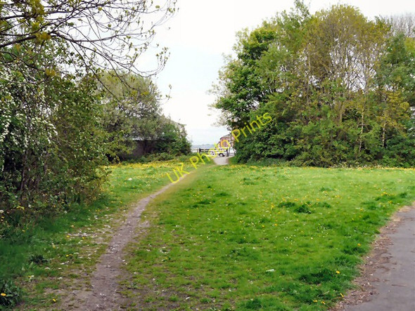 Photo 6"x4" Dandelions at Swains Valley Hyde\/SJ9494 c2011