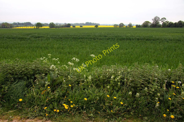 Photo 6"x4" Cereal field near Marsh Baldon Marsh Baldon c2011