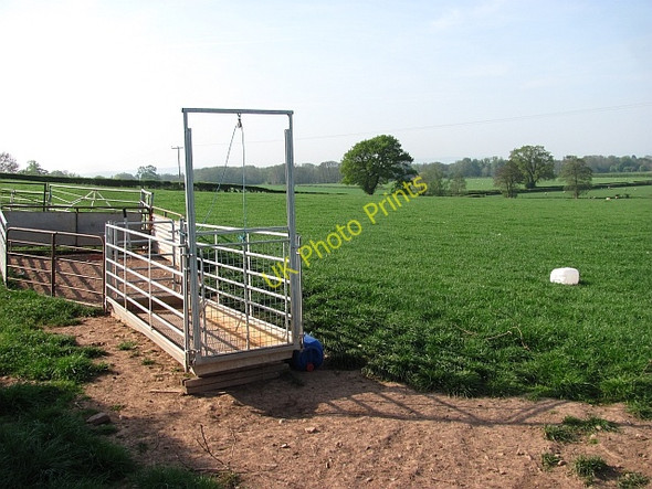 Photo 6"x4" Gathering pens, Aston (Eyton) Aston\/SO4662 c2011