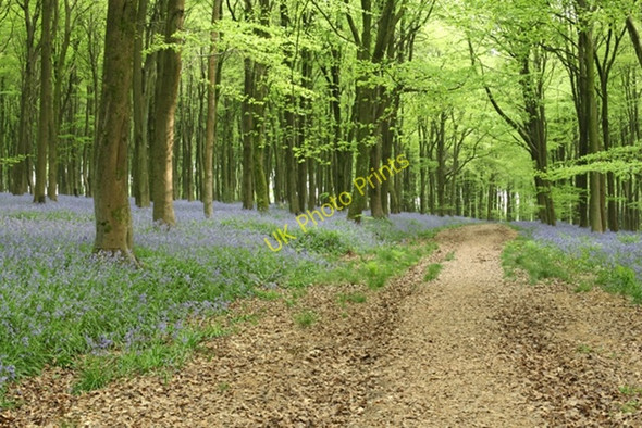Photo 6"x4" Path amidst the bluebells in the West Woods Clench Common c2011