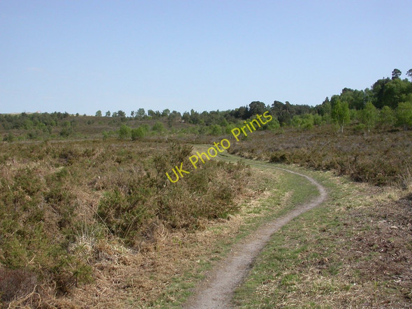 Photo 6"x4" Canford Heath, track Canford Heath\/SZ0294 c2011