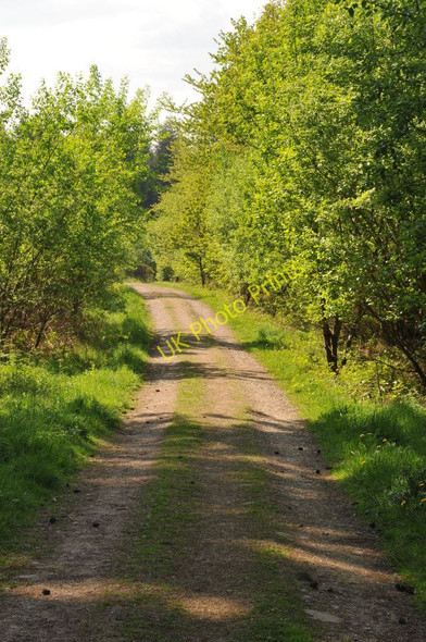 Photo 6"x4" Track through Lea Bailey Inclosure Dancing Green c2011