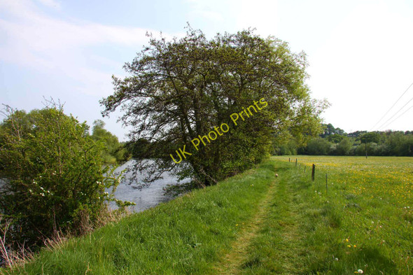 Photo 6"x4" The Thames Path to Shillingford Bridge Meadside c2011