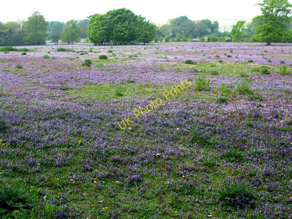 Photo 6"x4" A stunning field of wild flowers Betteshanger c2011