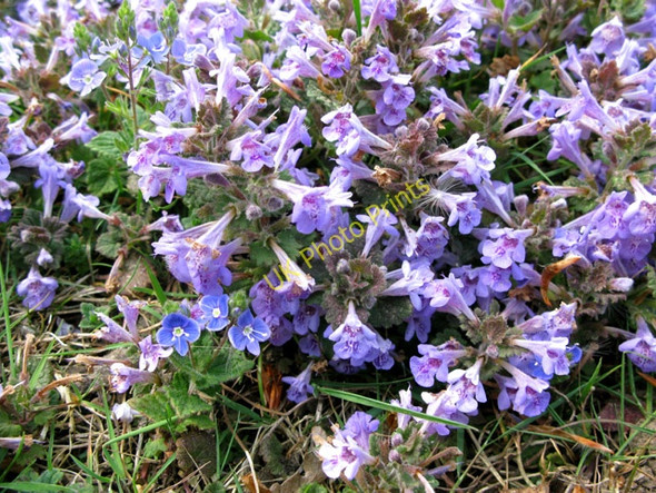 Photo 6"x4" Wild Ground Ivy and Speedwell Betteshanger c2011