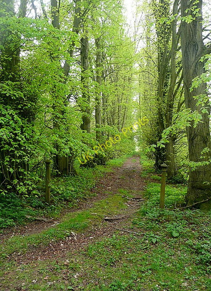 Photo 6"x4" Malshanger Wood Ibworth c2011