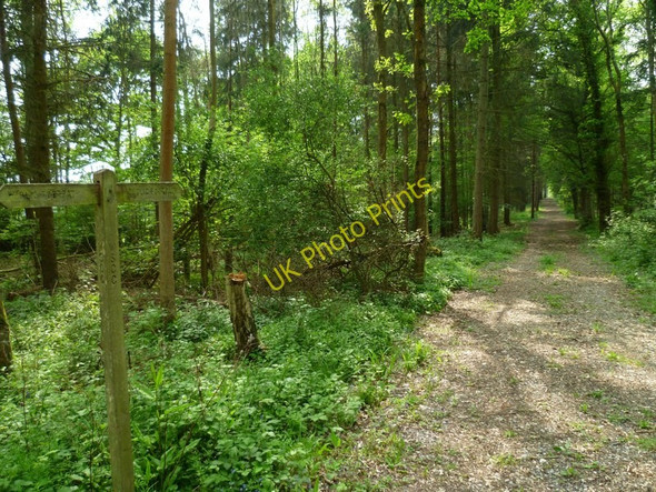 Photo 6"x4" Footpath through Roundwick Copse near Plaistow Plaistow\/TQ0030 c2011
