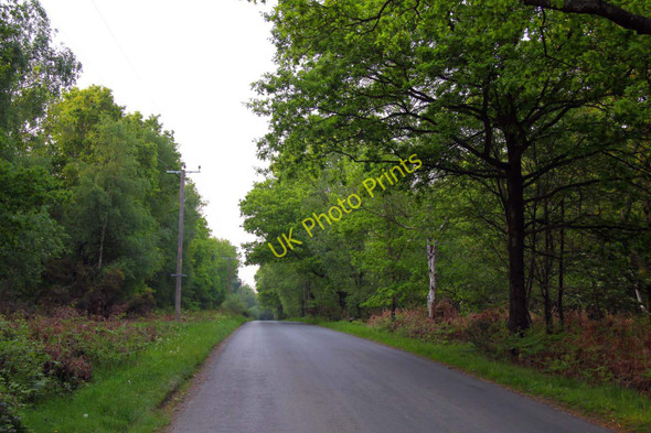 Photo 6"x4" Carbins Wood Lane to Bucklebury Midgham c2011