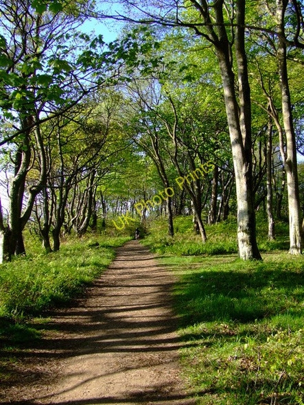 Photo 6"x4" Woodland path at Ardgowan Estate Inverkip c2011