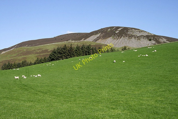 Photo 6"x4" Sheep pasture at Drumelzier Drumelzier\/NT1334 c2011