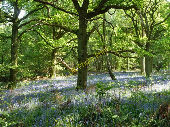 Photo 6"x4" Bluebells, Nap Wood Heathfield\/TQ5630 c2011