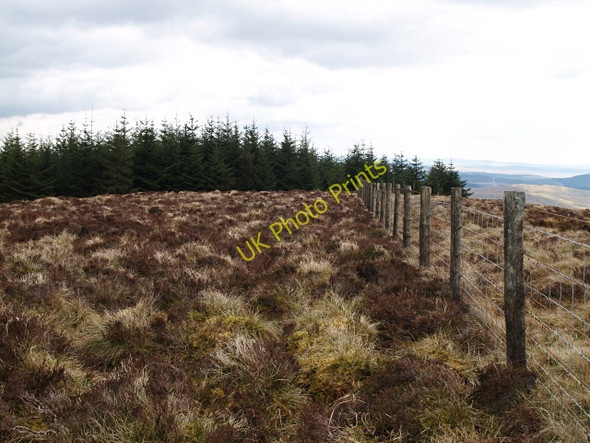 Photo 6"x4" Fence and forest edge, Mitchell Hill Mitchell Hill\/NT2208 c2008