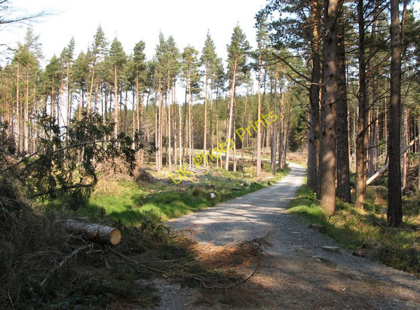 Photo 6"x4" View north-westwards along the upper forestry road of Donard Wood Newcastle\/J3732 c2011