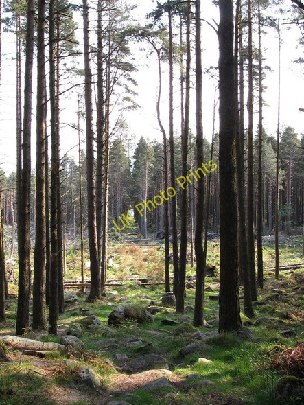 Photo 6"x4" Rough path from the moors  along a fire break Newcastle\/J3732 c2011