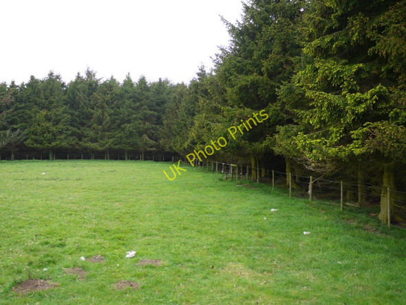 Photo 6"x4" Forest plantation south of Hazeltonrig Burn Alnham c2011