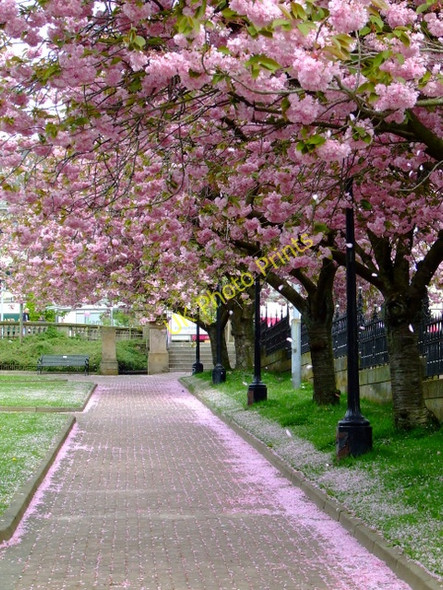 Photo 6"x4" Cherry blossom trees Paisley c2011