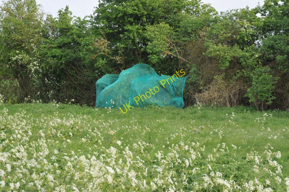 Photo 6"x4" Netting over a hedge at Kerswell Green Kerswell Green c2011