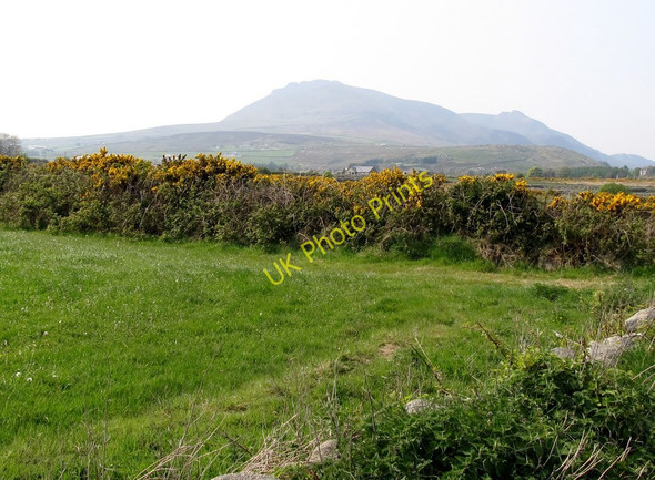 Photo 6"x4" A whin hedge in a field west of the Quarter Road Annalong c2011