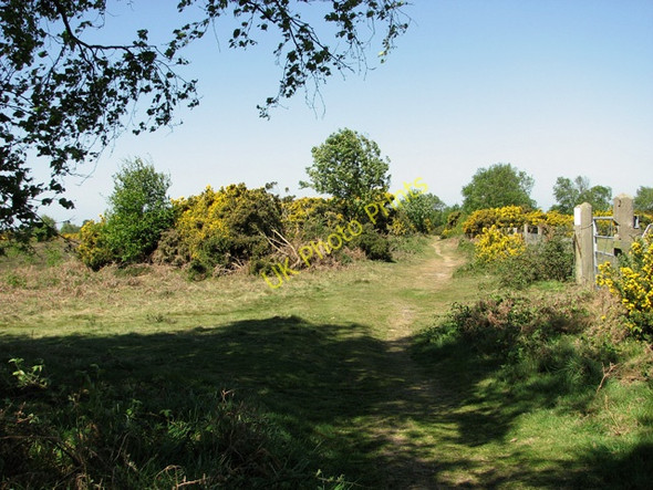 Photo 6"x4" Gorse on Walberswick Common Southwold c2011