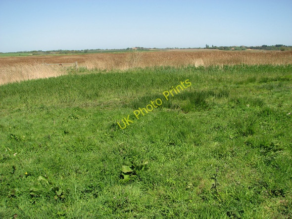 Photo 6"x4" Reedbeds south of the River Blyth Blythburgh c2011