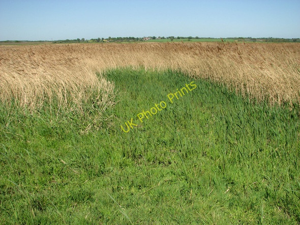 Photo 6"x4" Reedbeds south of the River Blyth Blythburgh c2011 P1