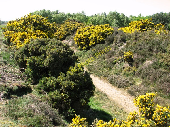 Photo 6"x4" The Southwold to Halesworth railway line Southwold c2011