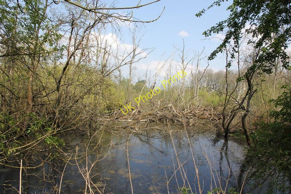 Photo 6"x4" Swampland near the kennet Aldermaston Wharf c2011