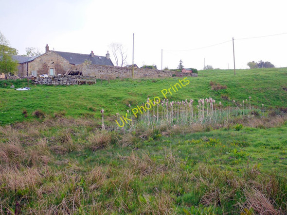 Photo 6"x4" Marsh below Castle Farm Alnham c2011