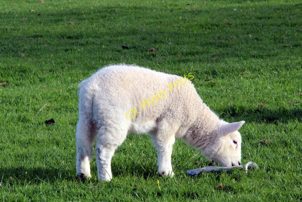 Photo 6"x4" Lamb, Farmland, Anglesey Llanfair Pwllgwyngyll c2011