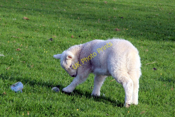 Photo 6"x4" Lamb, Farmland, Anglesey Llanfair Pwllgwyngyll c2011