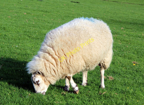Photo 6"x4" Sheep Grazing, Anglesey Llanfair Pwllgwyngyll c2011