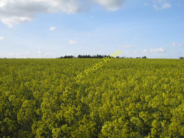 Photo 6"x4" Yellow peril Croxton\/TA0912 c2011
