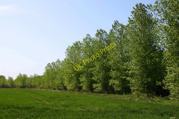 Photo 6"x4" A stand of trees by Berinsfield Berinsfield c2011