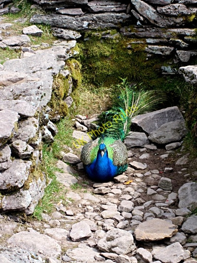 Photo 6"x4" Exotic  Visitor Cloghane c2011