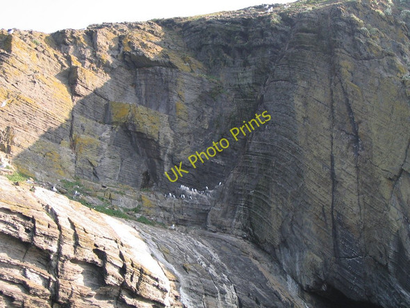 Photo 6"x4" Guillemots and gulls on Cardigan Island Gwbert c2011